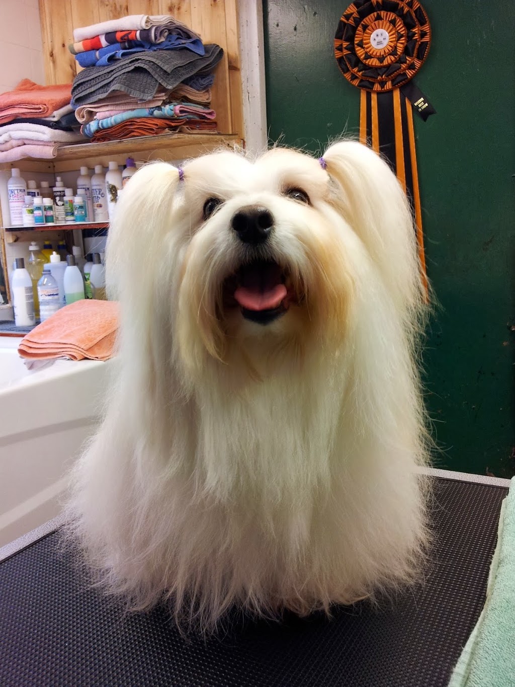 Pet Grooming By Carole | 3181 Sydenham Rd, Elginburg, ON K0H 1M0, Canada | Phone: (613) 532-7335