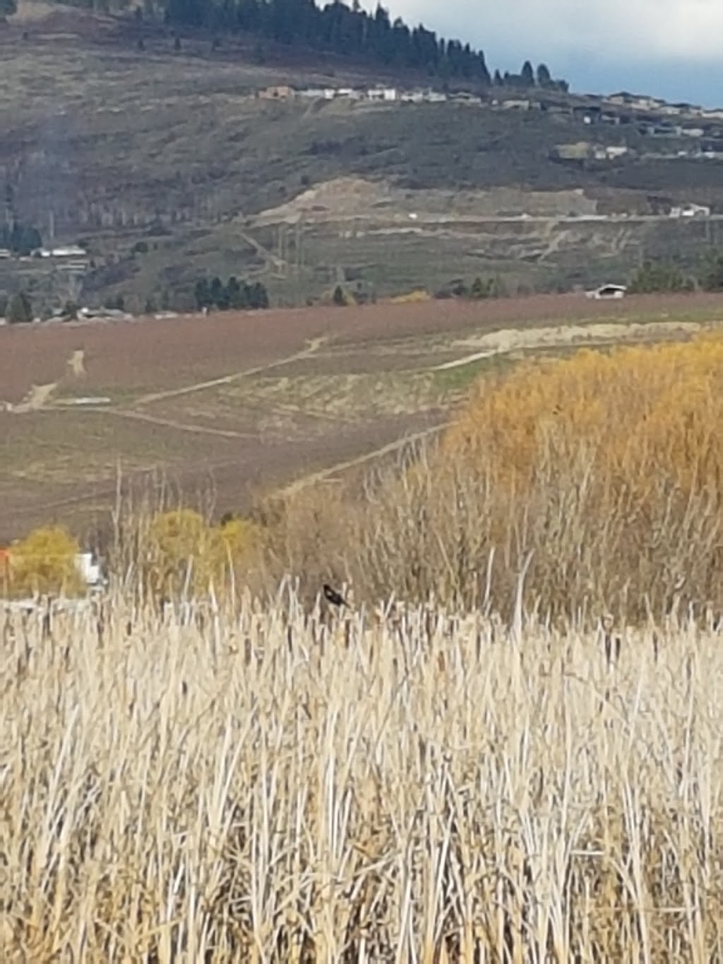 Nature Reserve Swan Lake | North Okanagan B, BC V1H 1P7, Canada