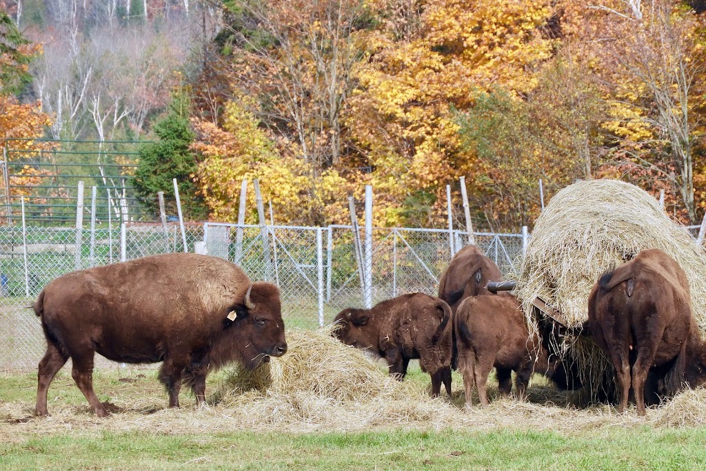 La Terre des Bisons | 6855 Chem. Parkinson, Rawdon, QC J0K 1S0, Canada | Phone: (450) 834-6718