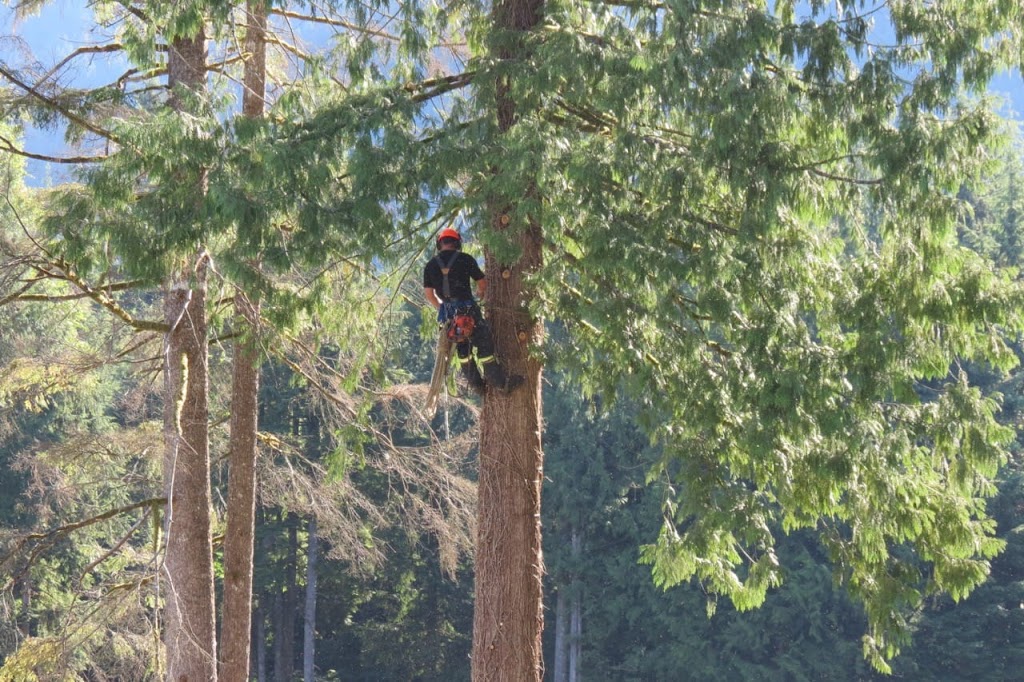 Bold Tree Service | 2937 224 St, Langley, BC V2Z 3B4, Canada | Phone: (778) 242-5094