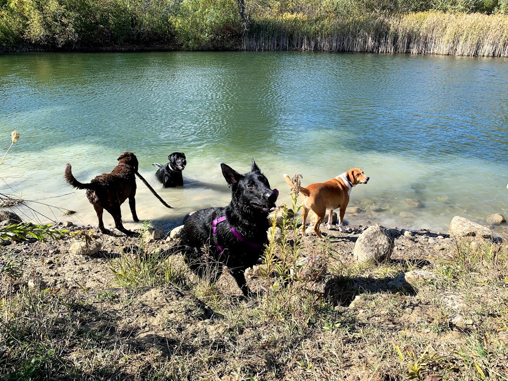 Dogs at Camp GTA - 100 Acres - Hiking & Swimming! | 20850 Marsh Hill Rd, Uxbridge, ON L9P 1R3, Canada | Phone: (905) 862-0273