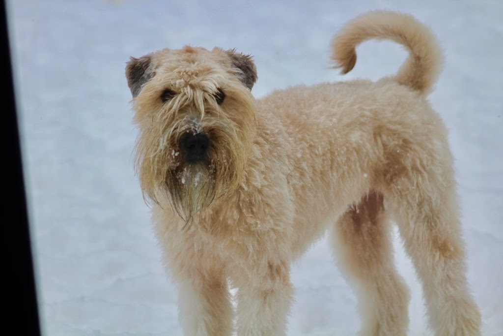 Elevage All Stars Wheaten Terrier | 2150 Rue Fradet, Drummondville, QC J2B 1N7, Canada | Phone: (819) 850-8881