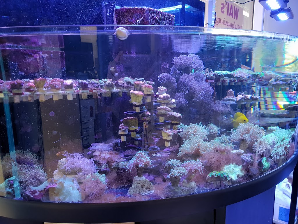 Wais Aquarium Ltd. | Bay 4, 222 16 Avenue Northeast, Calgary, AB T2E 1J8, Canada | Phone: (403) 276-3933