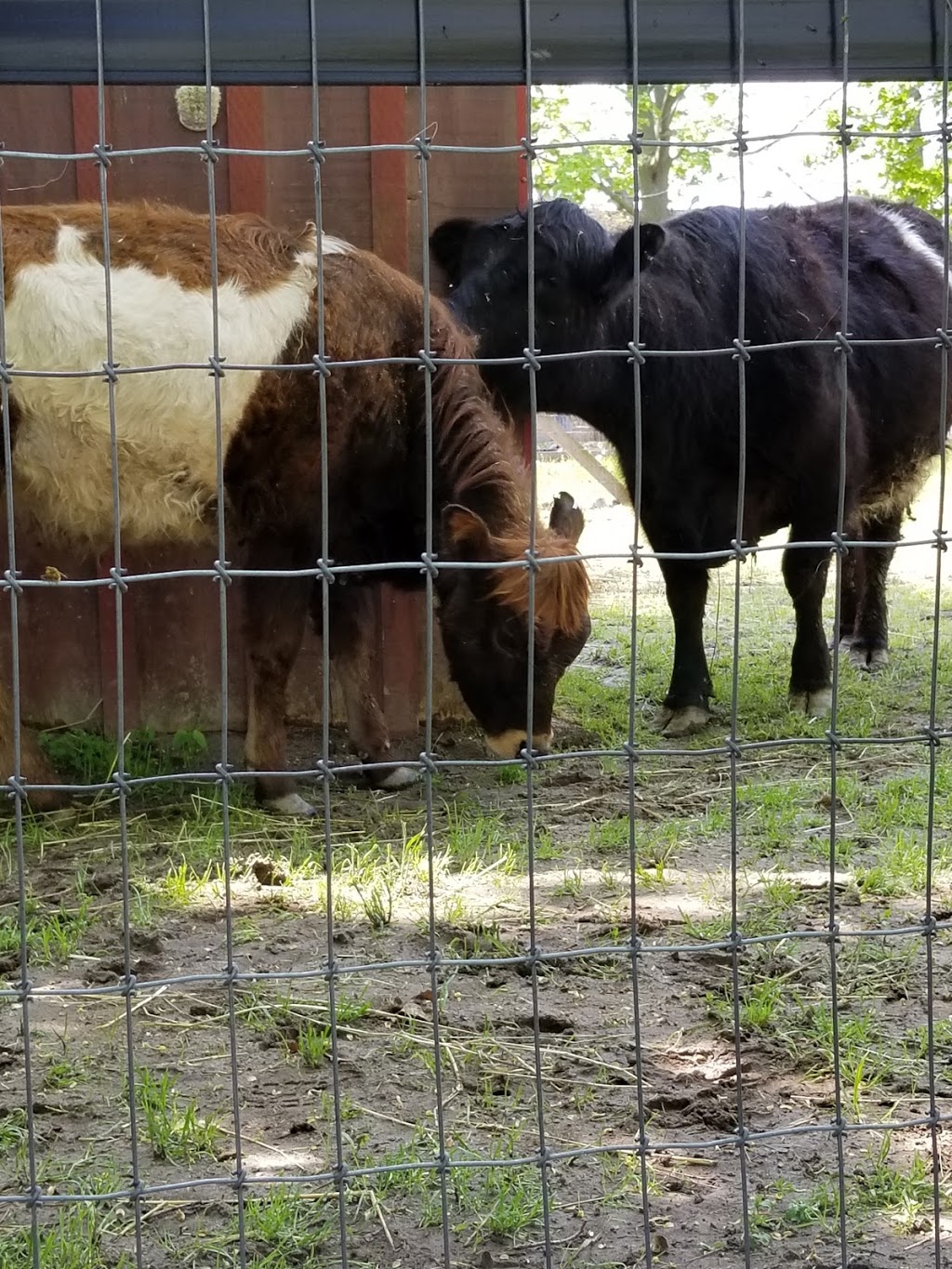 Happy Rolphs Animal Farm | 650 Read Rd, St. Catharines, ON L2R 7K6, Canada | Phone: (905) 688-5600