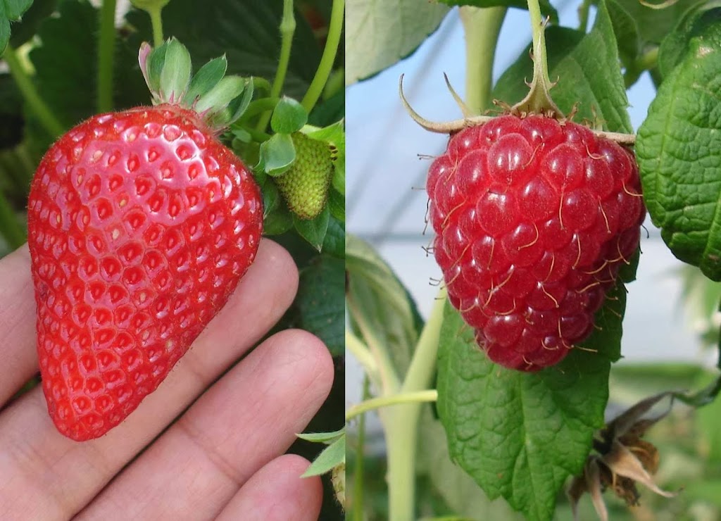 Fraises De LIle DOrleans | 7278 Chem. Royal, Saint-Laurent-de-lÎle-dOrléans, QC G0A 3Z0, Canada | Phone: (418) 995-1281