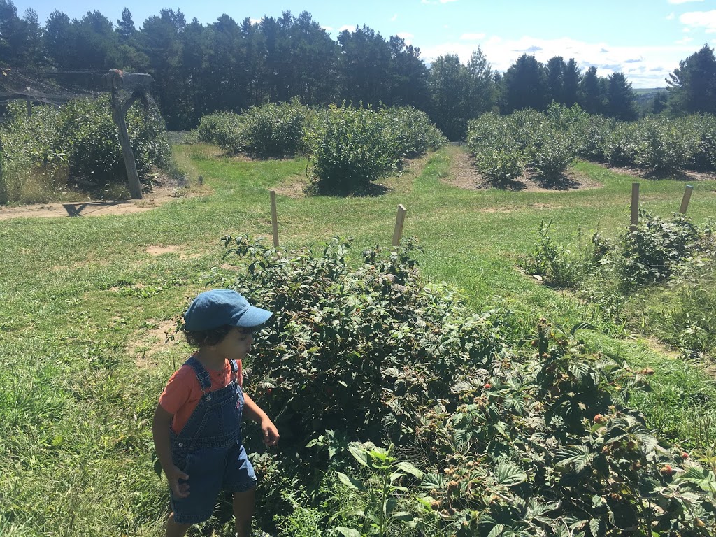 Ferme fruitière Sévigny | 291 Chemin de la Rivière, Saint-François-Xavier-de-Brompton, QC J0B 2V0, Canada | Phone: (819) 845-2297