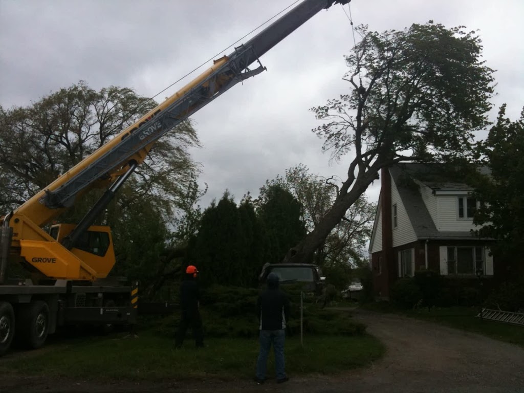 Tip Top Tree Svc Ltd | 40 College Park Dr, Welland, ON L3C 6Z7, Canada | Phone: (905) 384-2444