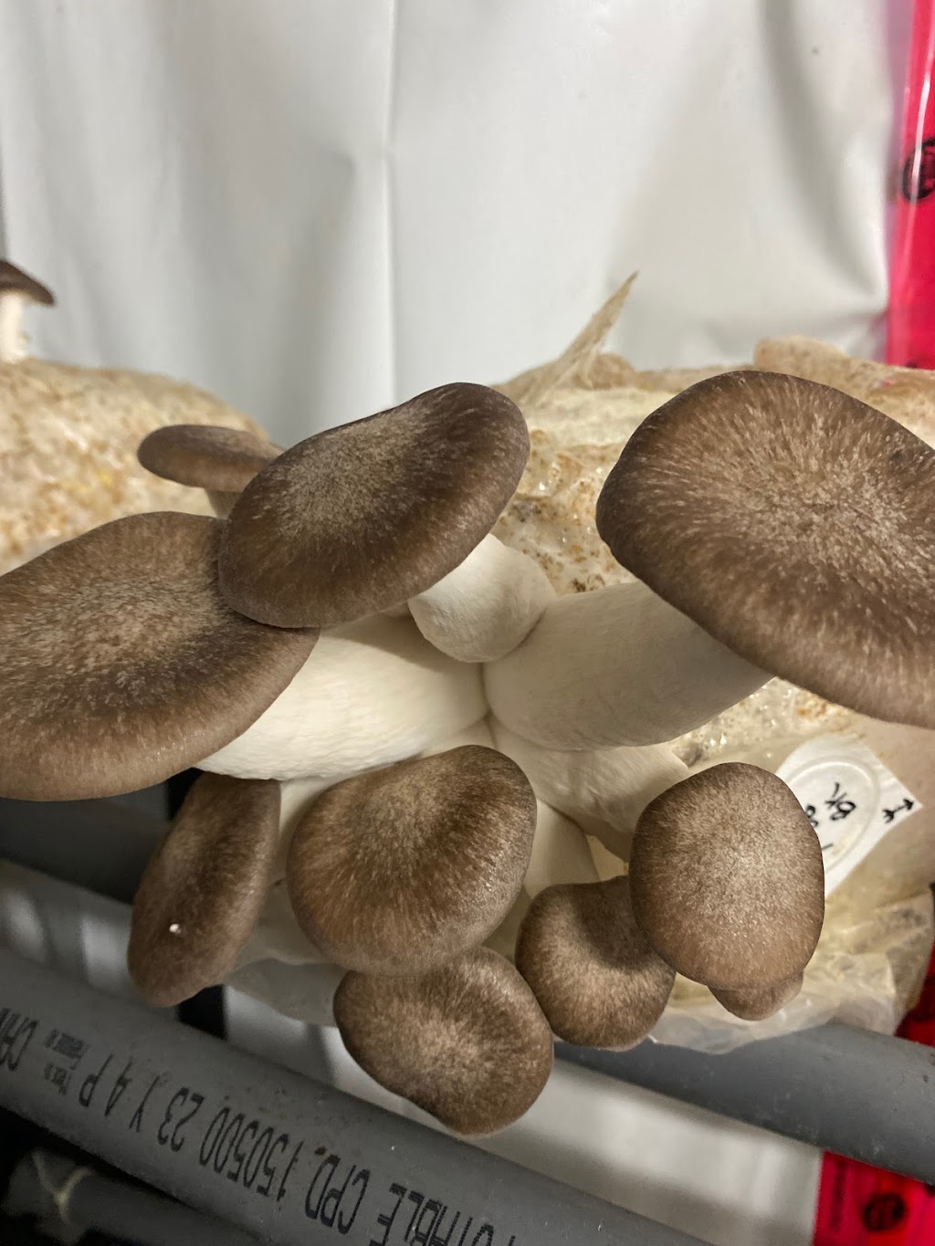 Charlotte mushroom | 245 Rte des Seigneurs, Saint-André-dArgenteuil, QC J0V 1X0, Canada | Phone: (450) 566-1372