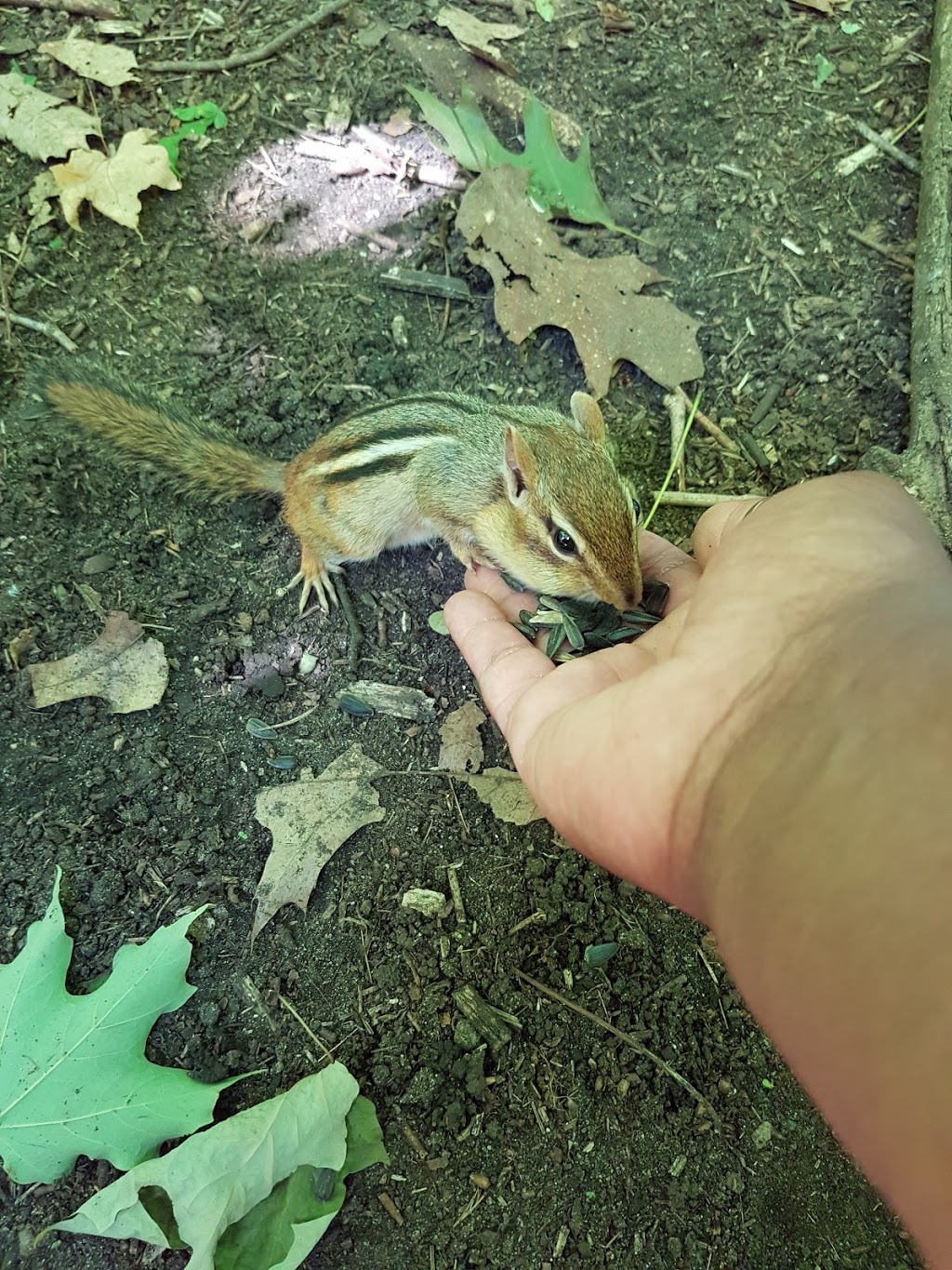 Chipmunk Trail | Moodie Dr, Nepean, ON K2R 1H8, Canada