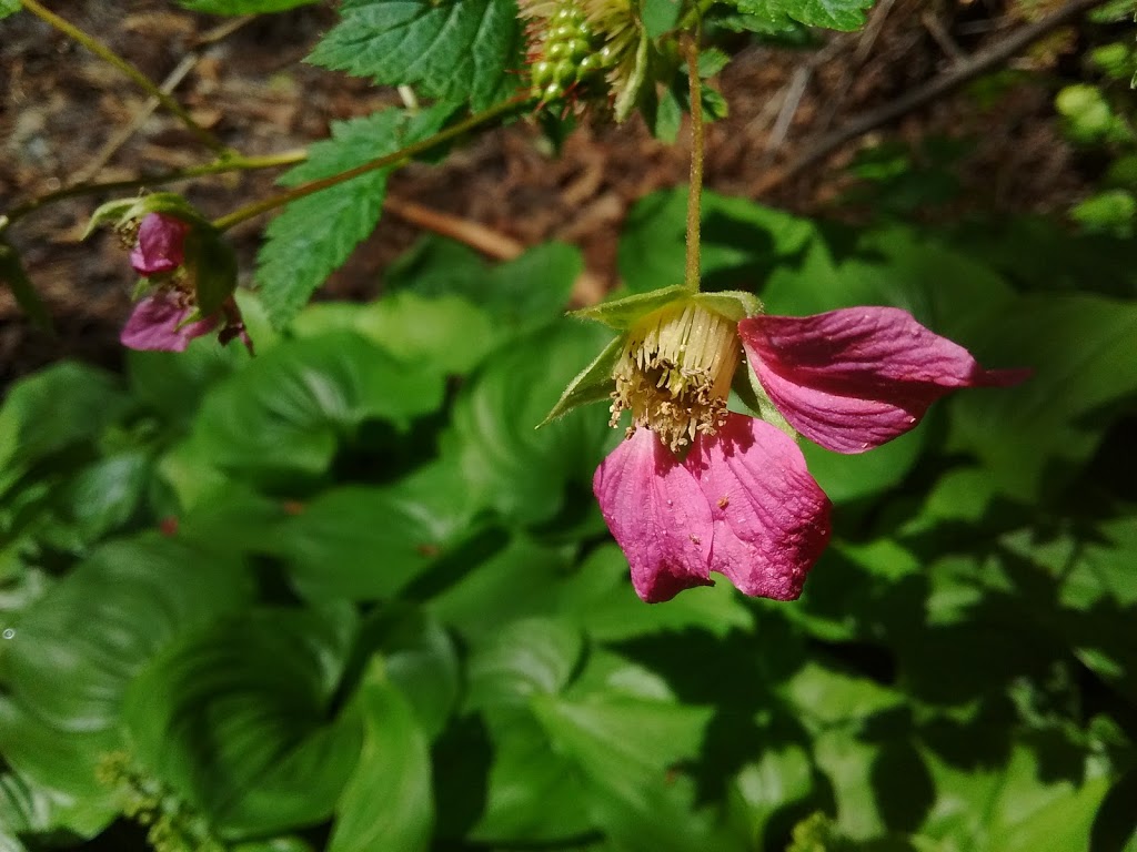 Loggers Creek Nature Trail | Squamish, BC V8B, Canada