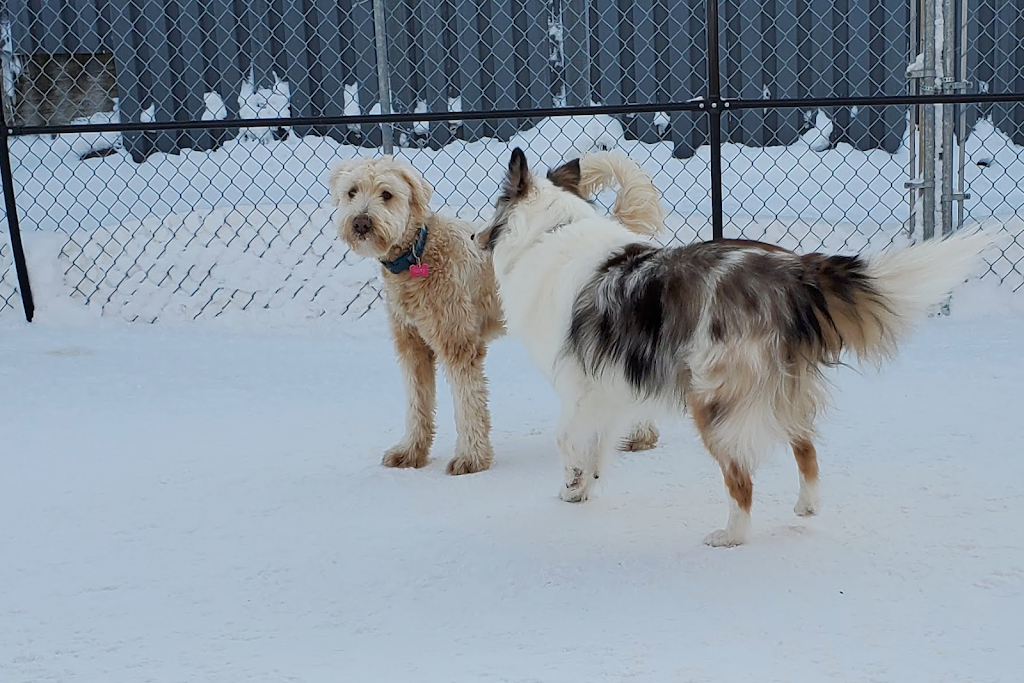 G Berge canin | 2885 Bd du Royaume, Jonquière, QC G7X 7V3, Canada | Phone: (418) 412-9683