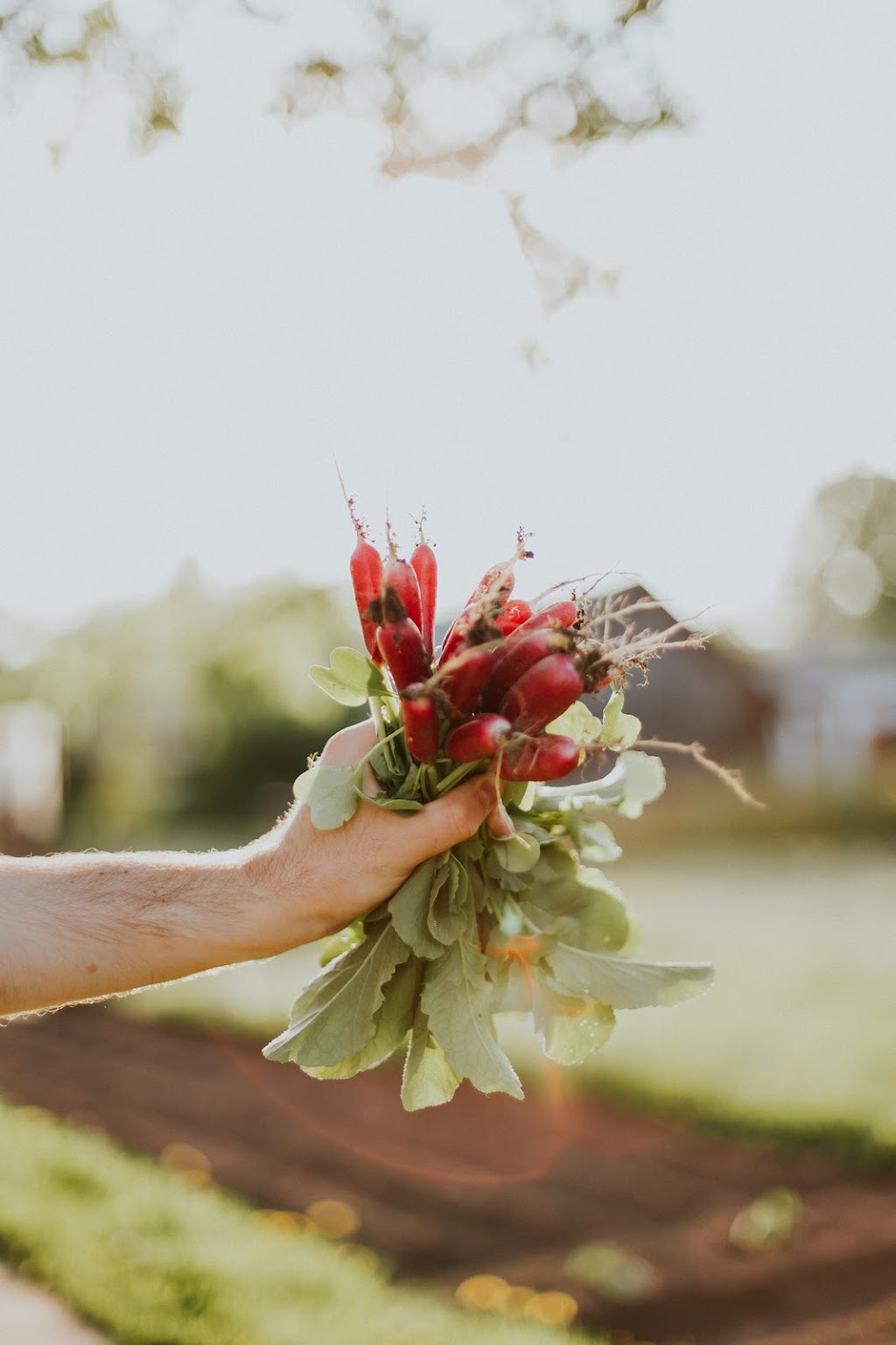 Local Roots Farm Market | 41015 Government Rd North Entrance, Brackendale, BC V0N 1H0, Canada | Phone: (778) 938-1410