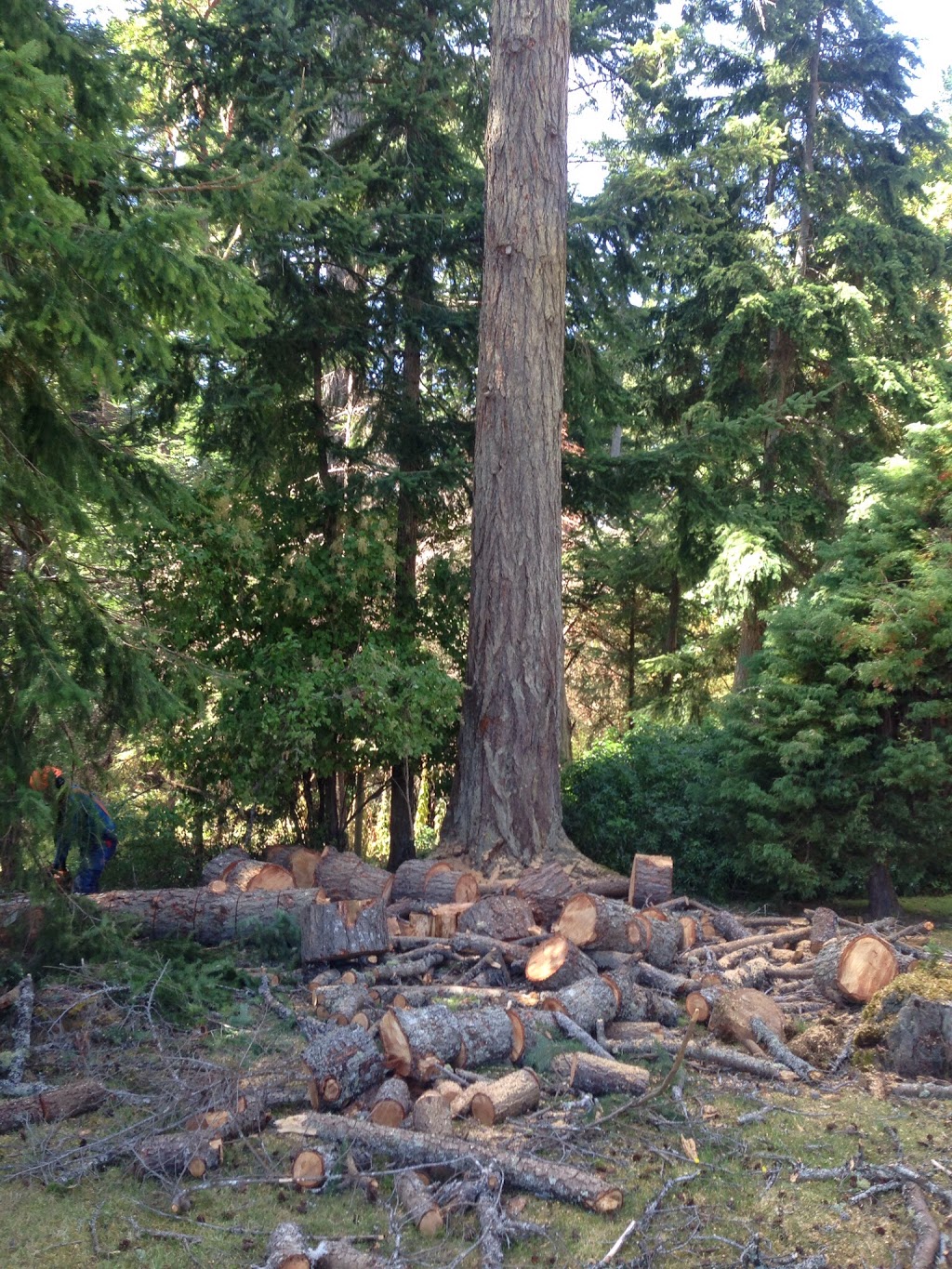 Adams Tree Service | 4701 Cardsview Terrace, Victoria, BC V9C 4E9, Canada | Phone: (250) 516-8315