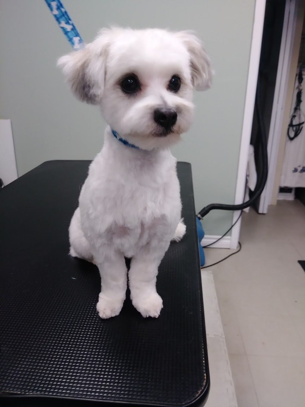 Doggie Delight | 3631 Dixie Rd #20, Mississauga, ON L4Y 4H2, Canada | Phone: (905) 282-9565