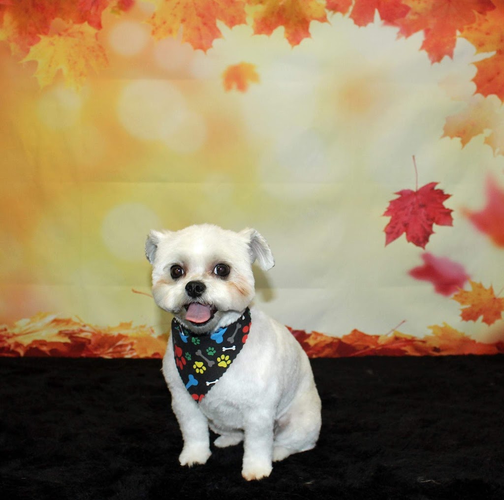 Precious Paws Dog Grooming | 269 Main St S, Mount Forest, ON N0G 2L1, Canada | Phone: (519) 509-4900