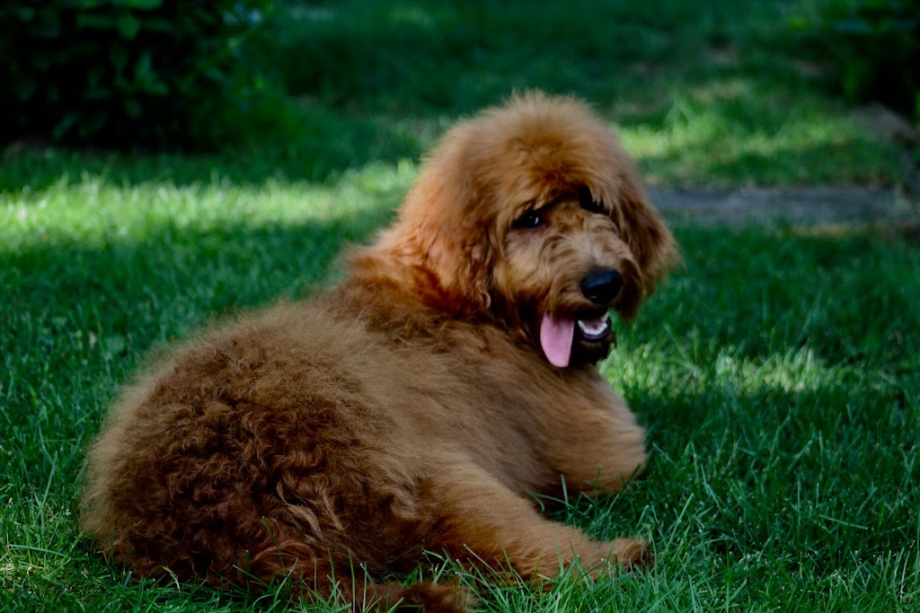 GoldenDoodles Patrick Certified Breeder | 2150 Rue Fradet, Drummondville, QC J2B 1P8, Canada | Phone: (819) 850-8881