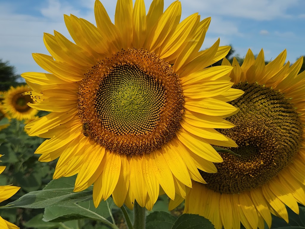 Gill Sunflower Farm | Healey Road and, Centreville Creek Rd, Caledon, ON L7C 0W9, Canada | Phone: (416) 258-8602