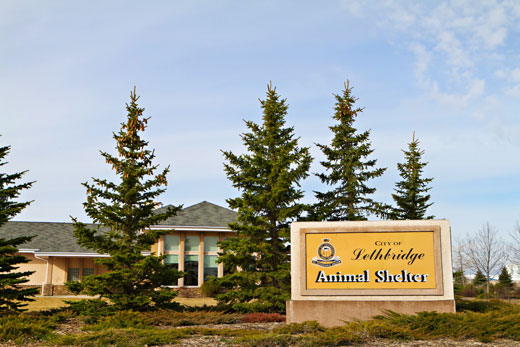 Community Animal Services Lethbridge | 2405 41 St N, Lethbridge, AB T1H 5W3, Canada | Phone: (403) 320-4099