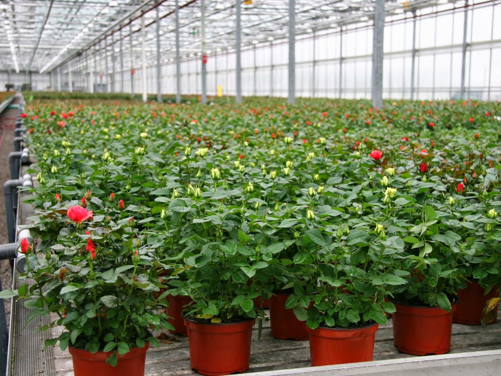 Aldershot Greenhouses Limited | 1135 Gallagher Rd, Burlington, ON L7T 2M7, Canada | Phone: (905) 632-9272