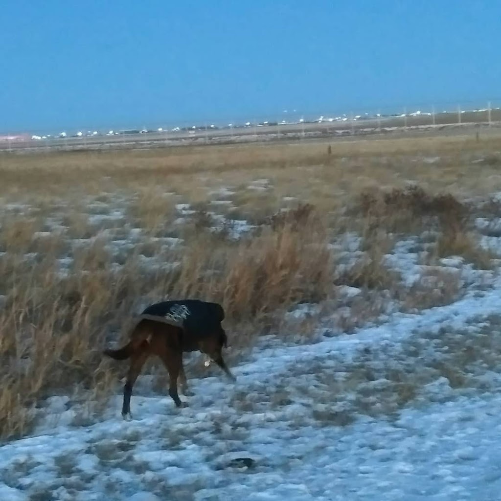 Off-Leash Recreation Area | North on dirt road, west of airport, Junor Ave, Saskatoon, SK S7R 0A7, Canada