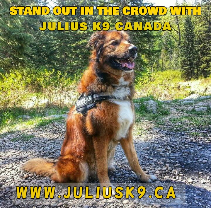 Julius K9 Canada | 8 Newton Gate, Markham, ON L3P 3R5, Canada | Phone: (437) 345-8324