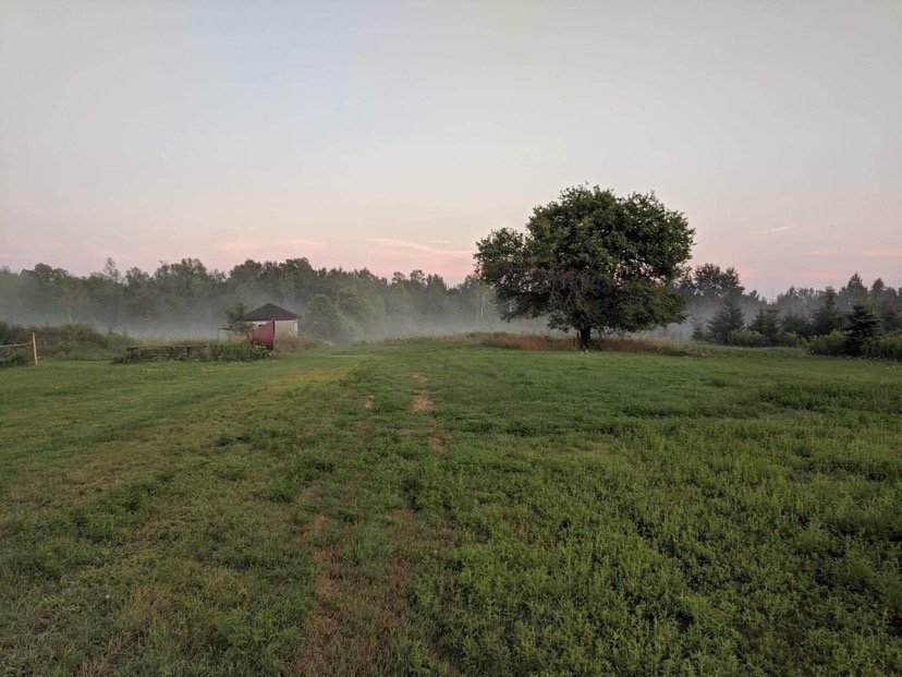 Whispering Willow Christmas Tree Farm | 7113 Brown Rd, Brockville, ON K6V 5T2, Canada | Phone: (613) 620-3909