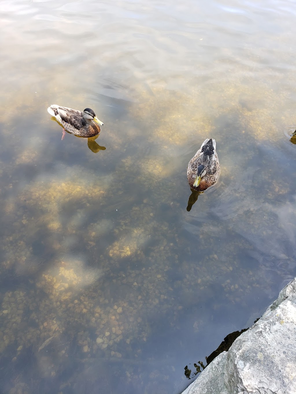 Fairy Lake Rotary Pavilion | Fairy Lake Trail, Southampton, ON N0H 2L0, Canada | Phone: (519) 832-2008