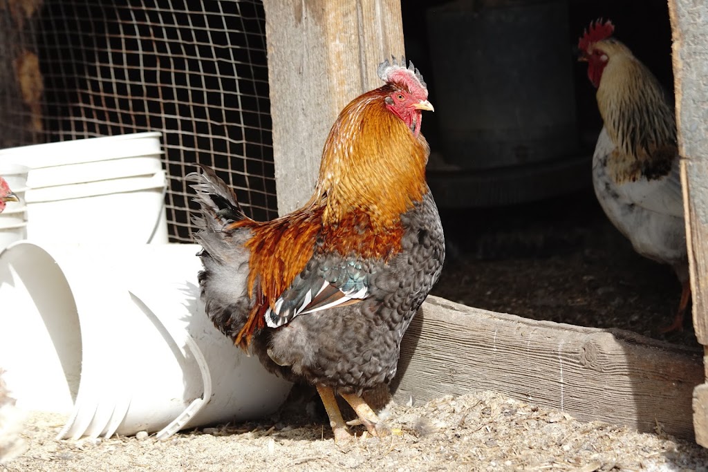 Ferme Bourgeois - Élevage naturel | 7161 Rte Sir Wilfrid Laurier, Mirabel, QC J7N 1P2, Canada | Phone: (450) 258-2117