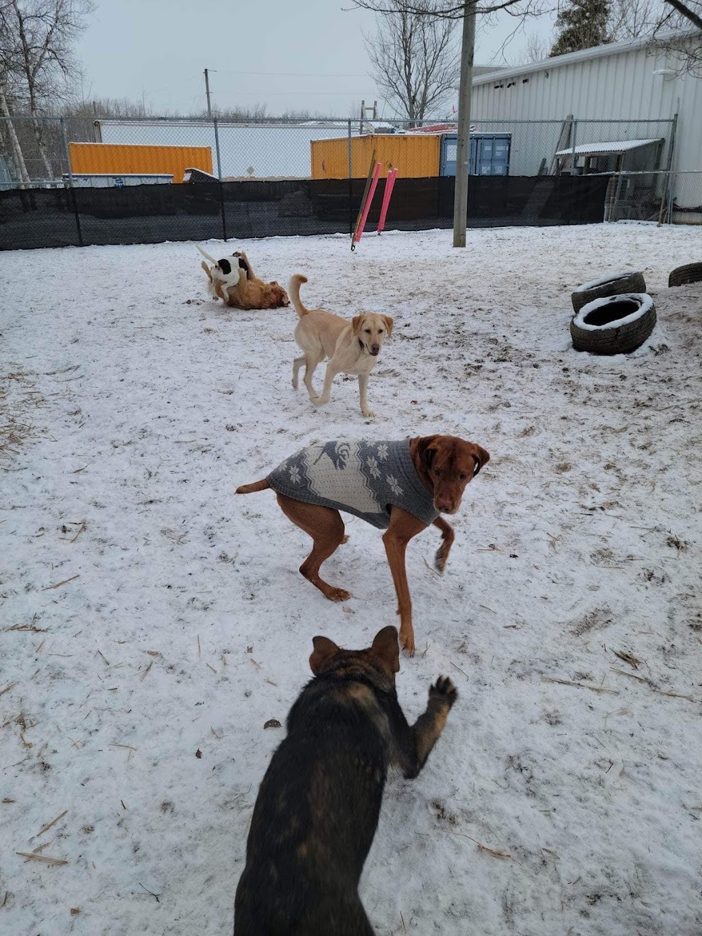 Marley and Friends Doggy Daycare | 12 Rooney Crescent, Moncton, NB E1E 4M3, Canada | Phone: (506) 871-4468