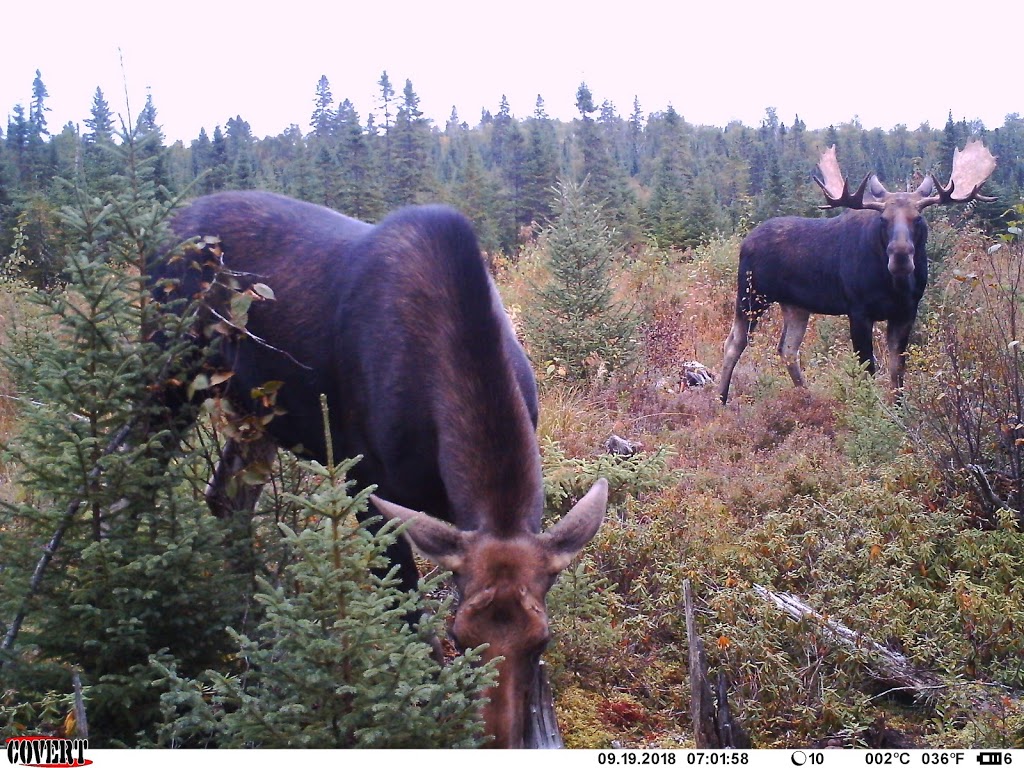 Eastern Canadian Outfitters | 47 Chemin de la Mer Bleue, Lac-Cayamant, QC J0X 1Y0, Canada | Phone: (613) 285-7555