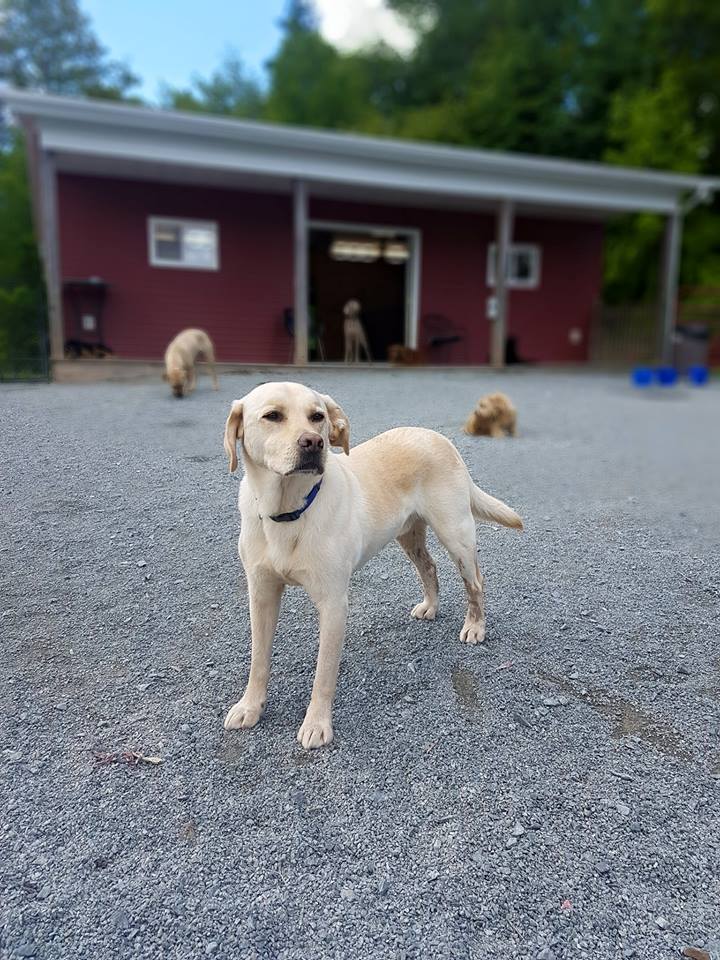 Bowlin Farms Doggie Adventures Ltd. | 96 Walkers Service Rd, Lower Sackville, NS B4C 2P7, Canada | Phone: (902) 718-9293