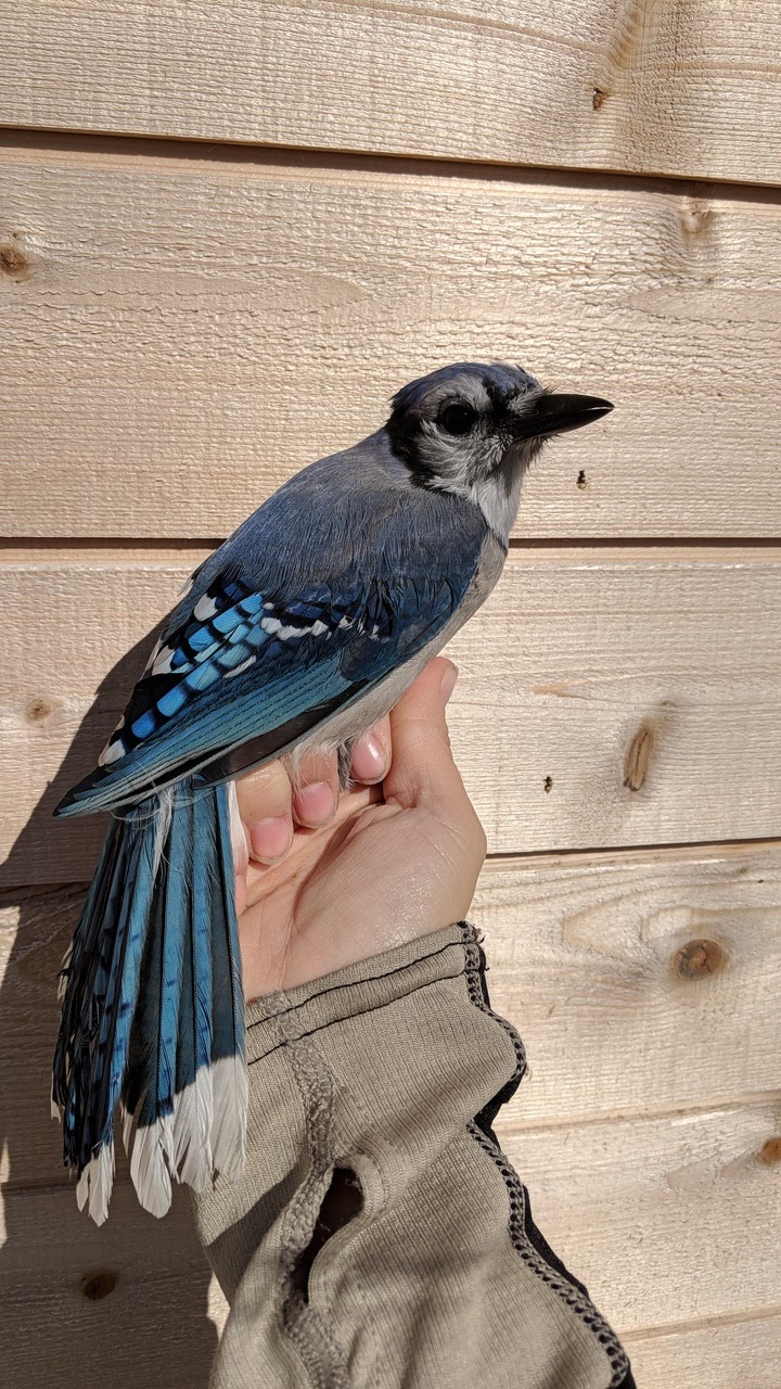 Delta Marsh Bird Observatory | Rockwood, MB R0C 3A0, Canada