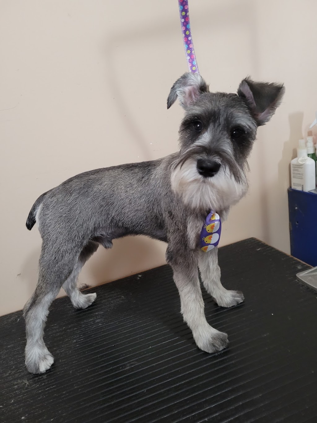 Kirstens Grooming | 669 Evergreen Park NW, Edmonton, AB T5Y 4M2, Canada | Phone: (780) 222-7363