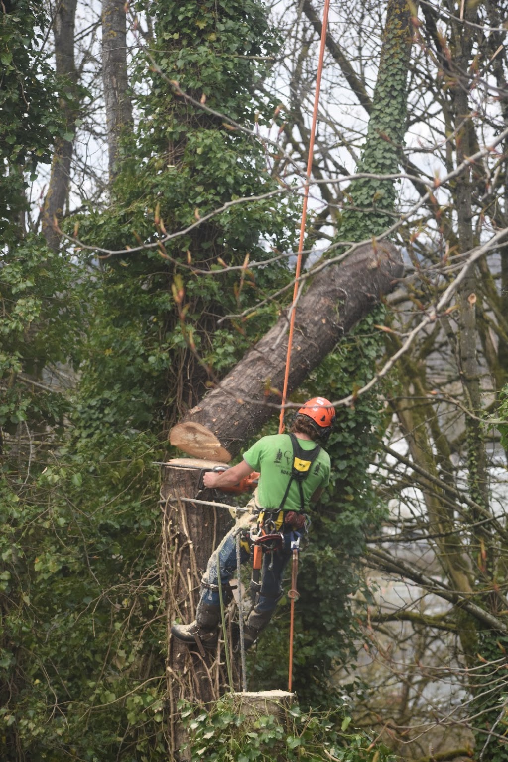 Central Valley Tree & Arborist Services LTD. | 933 Coutts Way, Abbotsford, BC V2S 7M2, Canada | Phone: (604) 853-1986