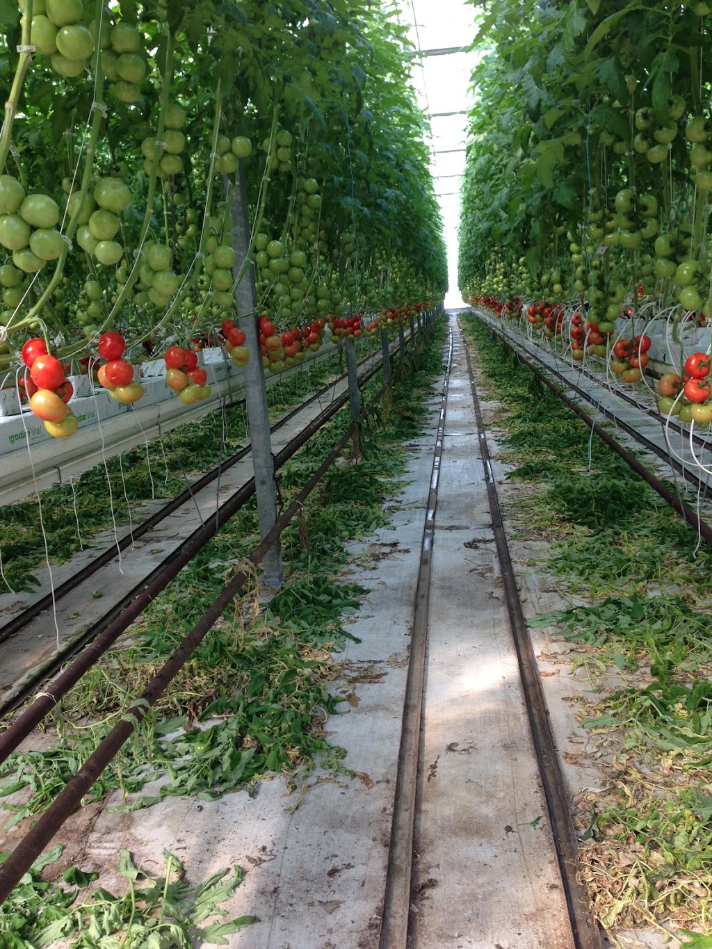 Coppola Farms | Tree Farm 1136 Seacliff Drive, Kingsville, On N9Y 2L9 Greenhouse:, 1660 Graham Side Rd, Kingsville, ON N9Y 2E4, Canada | Phone: (519) 733-5556