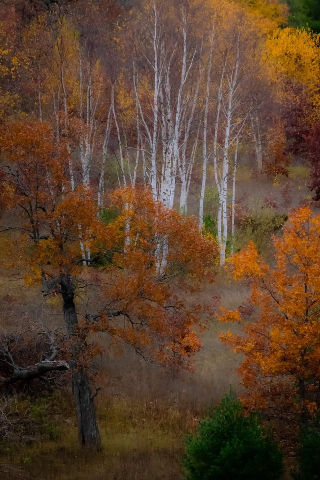 Hazel Bird Nature Reserve | 9636 Beavermeadow Rd E, Baltimore, ON K0K 1C0, Canada | Phone: (800) 465-0029