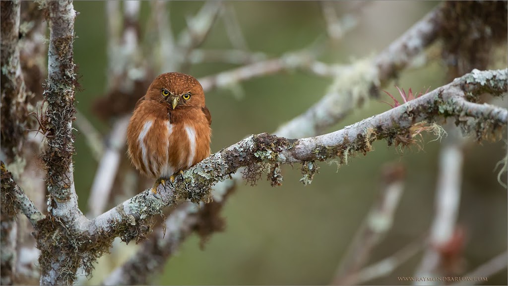 Raymond Barlow Nature Photo Tours | 242 Lakeport Rd Suite 6, St. Catharines, ON L2N 6V2, Canada | Phone: (905) 520-8853