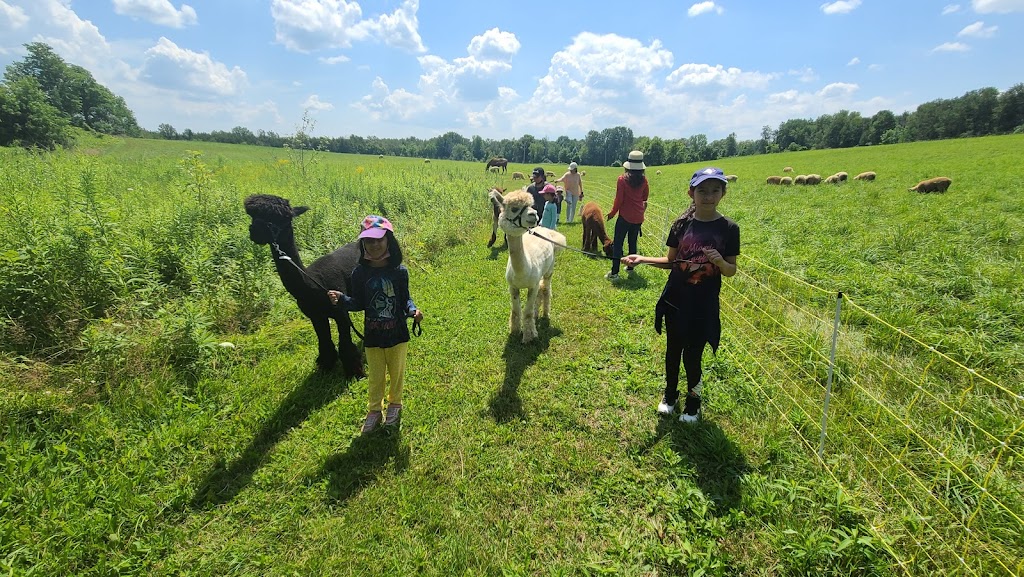 Wanderlight Alpaca Experience | 874 Lynchs Rock Rd, Lakefield, ON K0L 2H0, Canada | Phone: (705) 652-0987