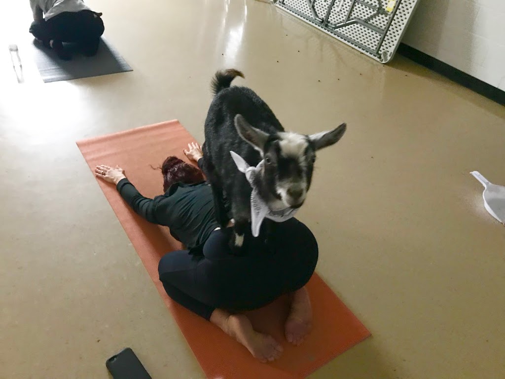 Goat Your Back Farm & Yoga | 1797 10th Side Rd, Tottenham, ON L0G 1W0, Canada | Phone: (416) 970-3089