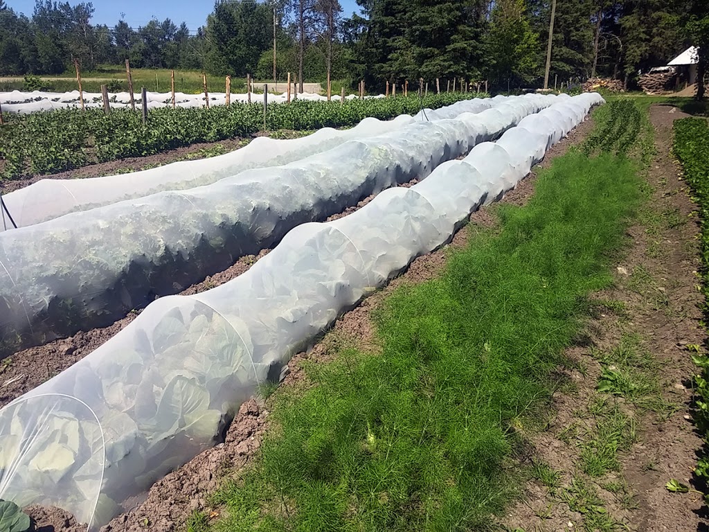 Ferme le Jardinier déchaîné | 429 QC-253, Cookshire-Eaton, QC J0B 1M0, Canada | Phone: (819) 875-1683