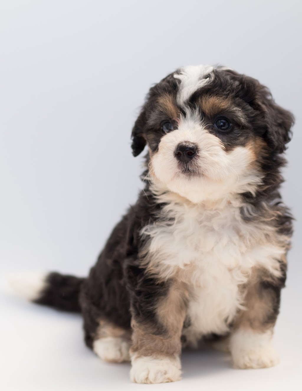 Kismet Croft Bernedoodles | 4255 Riverside Rd, Duncan, BC V9L 6N1, Canada | Phone: (250) 715-8978