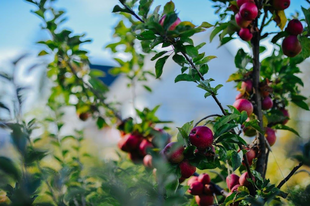 Sea Cider Farm & Ciderhouse | 2487 Mt St Michael Rd, Saanichton, BC V8M 1T7, Canada | Phone: (250) 544-4824