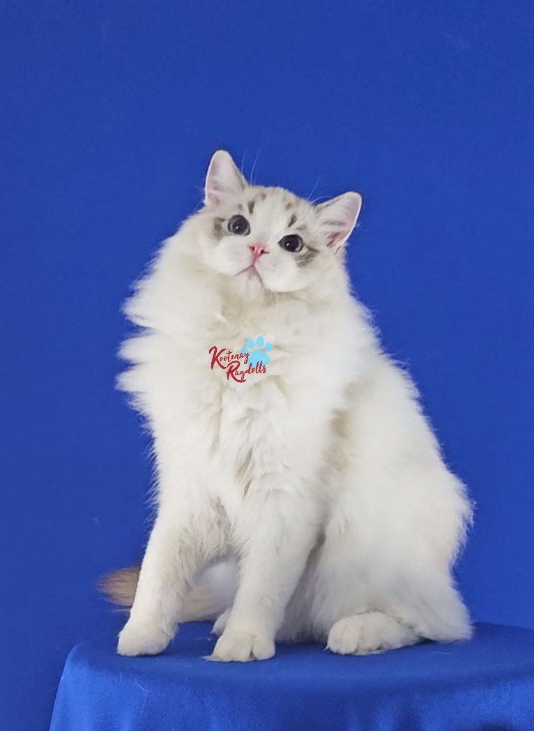 Kootenay Ragdolls | 2091 BC-3, Jaffray, BC V0B 1T0, Canada | Phone: (250) 464-1744