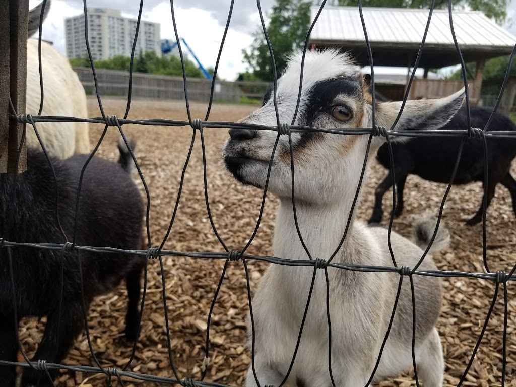 Chinguacousy Park Petting Zoo | 9050 Bramalea Road Central Park Drive & Queen Street East, Brampton, ON L6S 6H1, Canada | Phone: (905) 458-6555