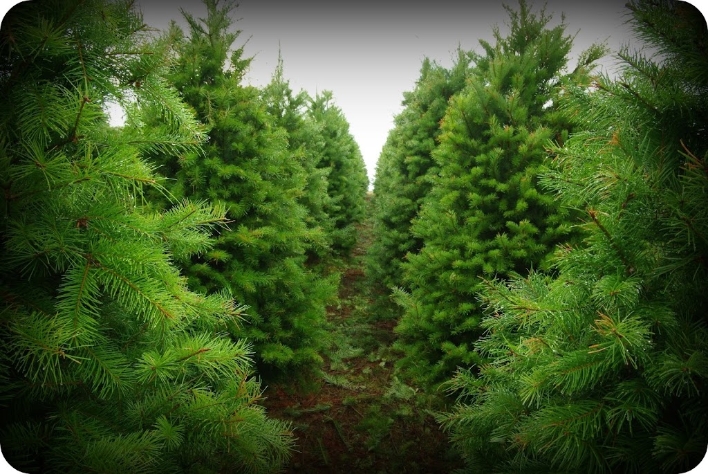 Wintergreen Christmas Tree Farm | 625 Kilmalu Rd, Mill Bay, BC V0R 2P2, Canada | Phone: (250) 743-2514