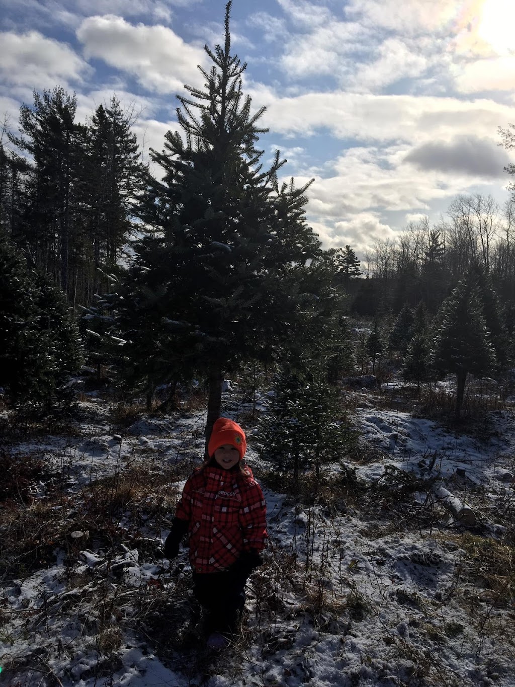 Randys U-Pick Christmas Trees | 148 Aylesford Rd, Springfield, NS B0R 1H0, Canada | Phone: (902) 547-2230