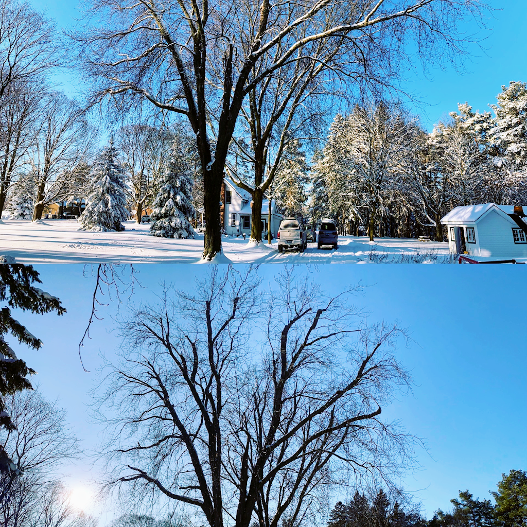 The Arborist - Professional Tree Care | 535 Maple St Apt 4, Collingwood, ON L9Y 2S7, Canada | Phone: (705) 444-9011
