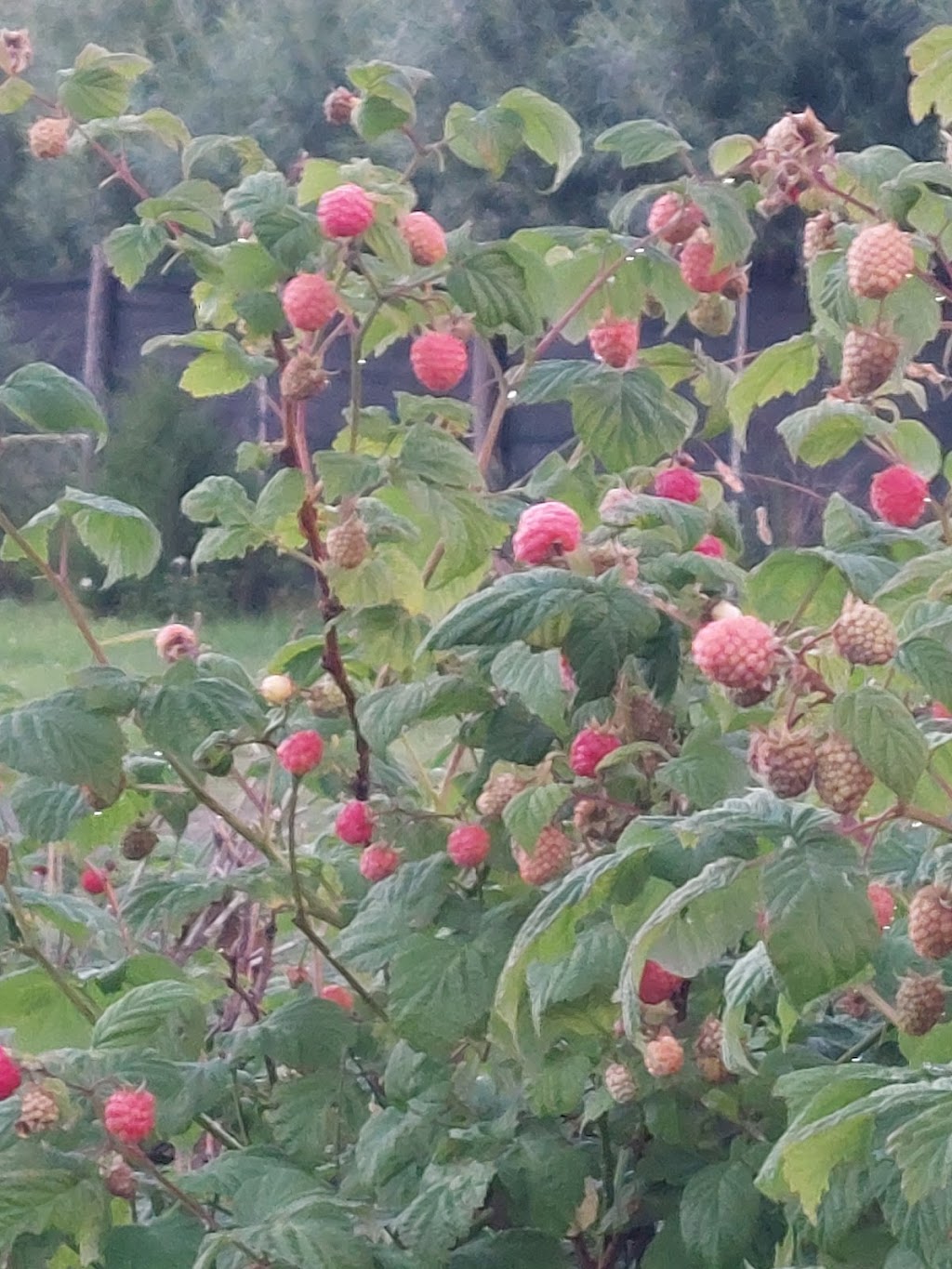 Jardin À tout vent | 292 Rang 2, Saint-Germain, QC G0L 3G0, Canada | Phone: (418) 551-7198