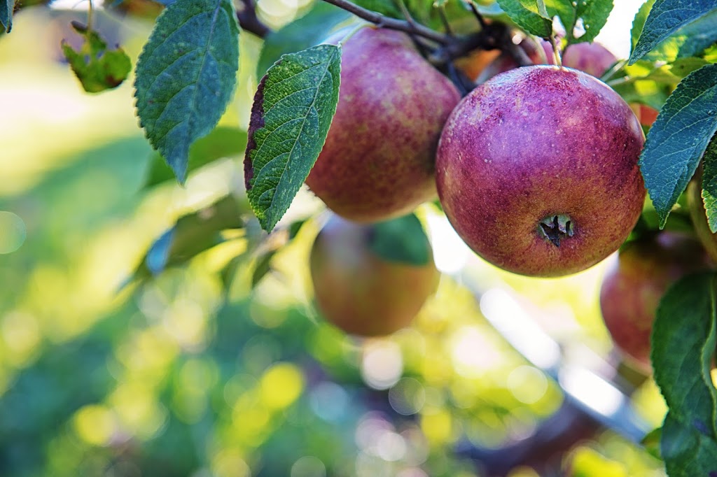 UBC Farm Farmers Market | 3461 Ross Drive, Vancouver, BC V6T 1W5, Canada | Phone: (604) 822-5092