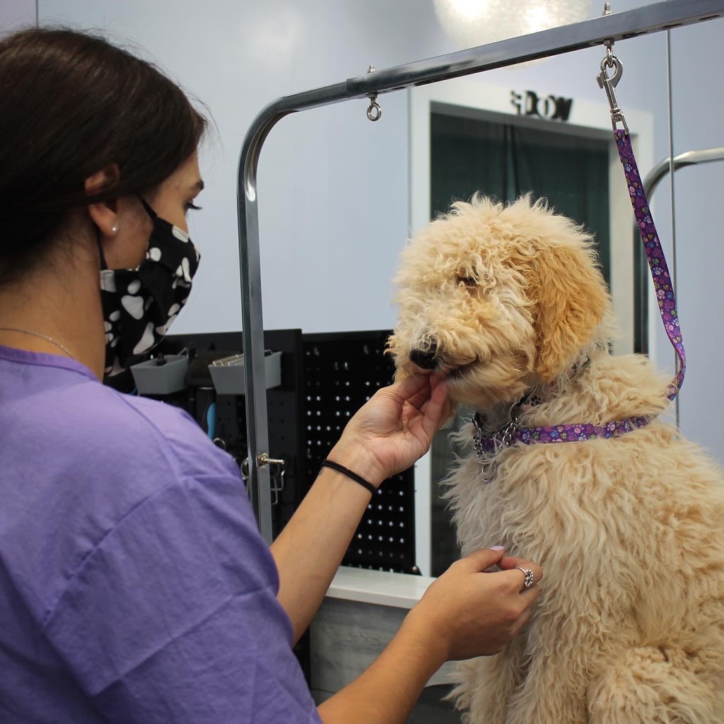 Junos Dog Grooming | 312 Rustic Rd, Toronto, ON M6L 1W5, Canada | Phone: (416) 245-5866